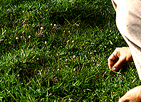Psilocybe semilanceata-4.gif